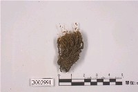 藏品(臺灣縮葉苔)的圖片